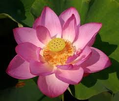 Le lotus rose élu fleur emblème du Vietnam